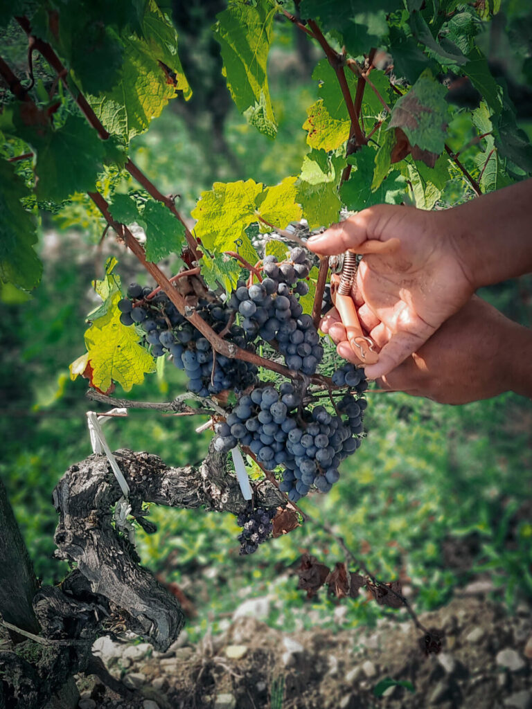 Vendanges