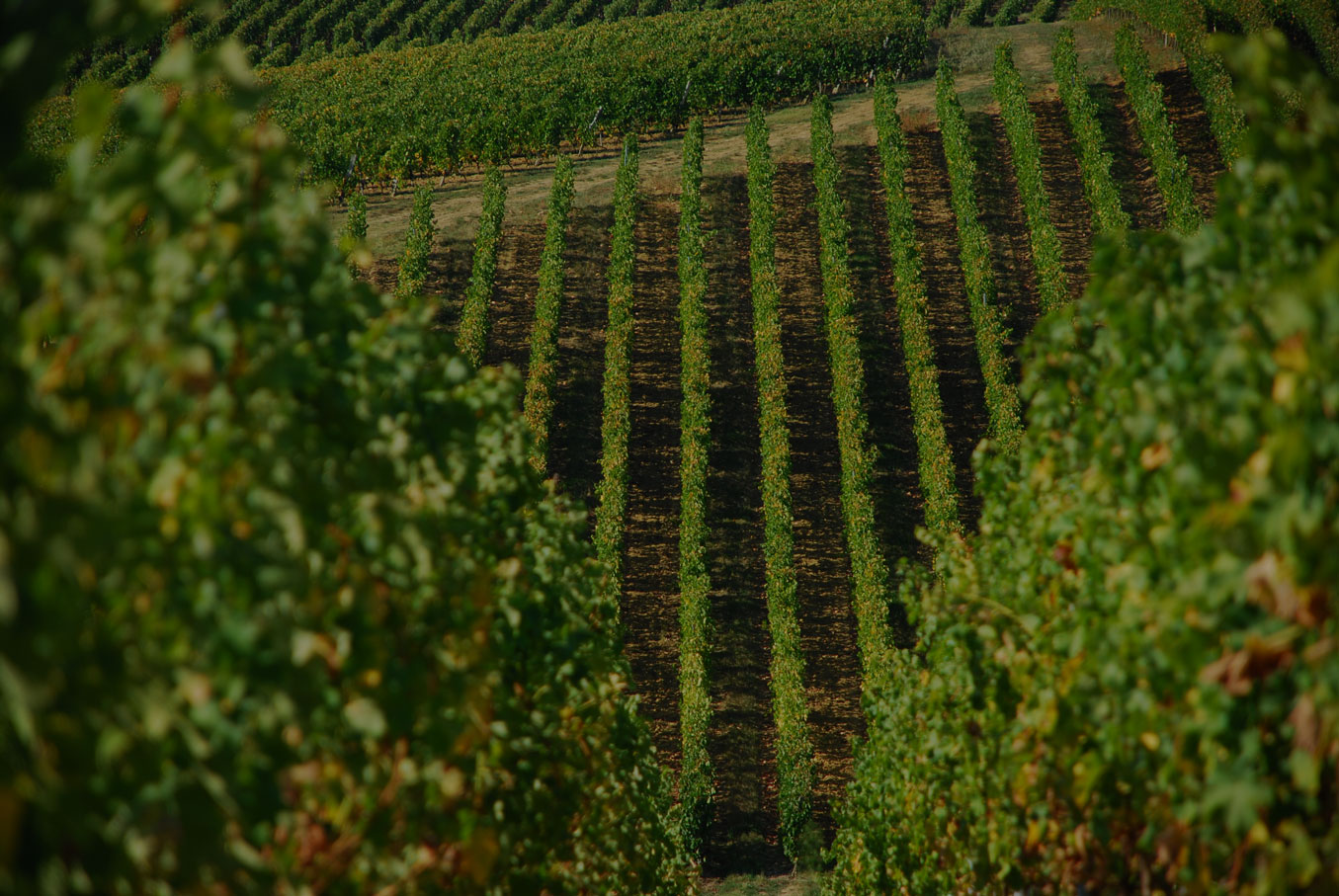 Vignobles Despagne — photo principale