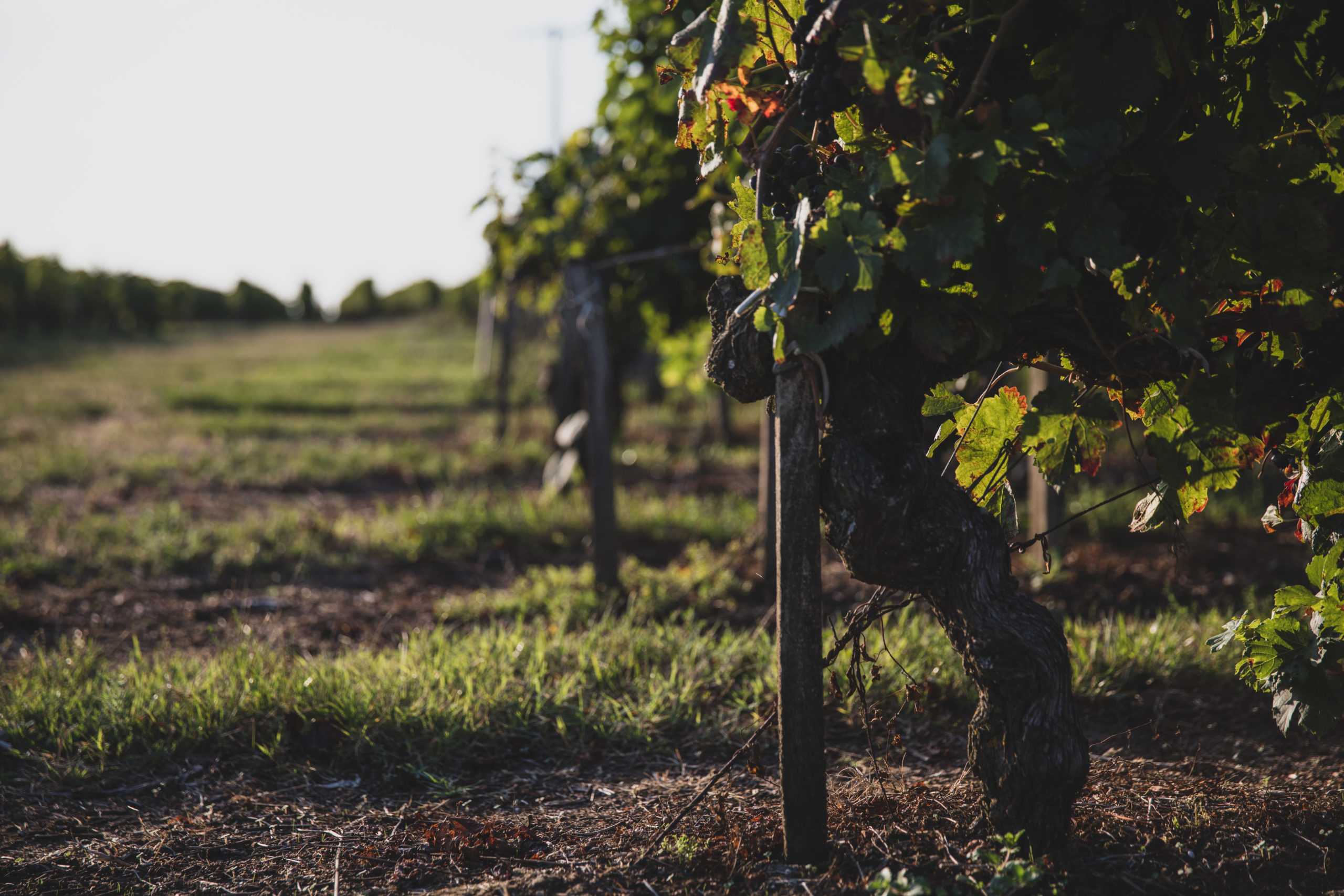 SCEA Vignobles Dubourg