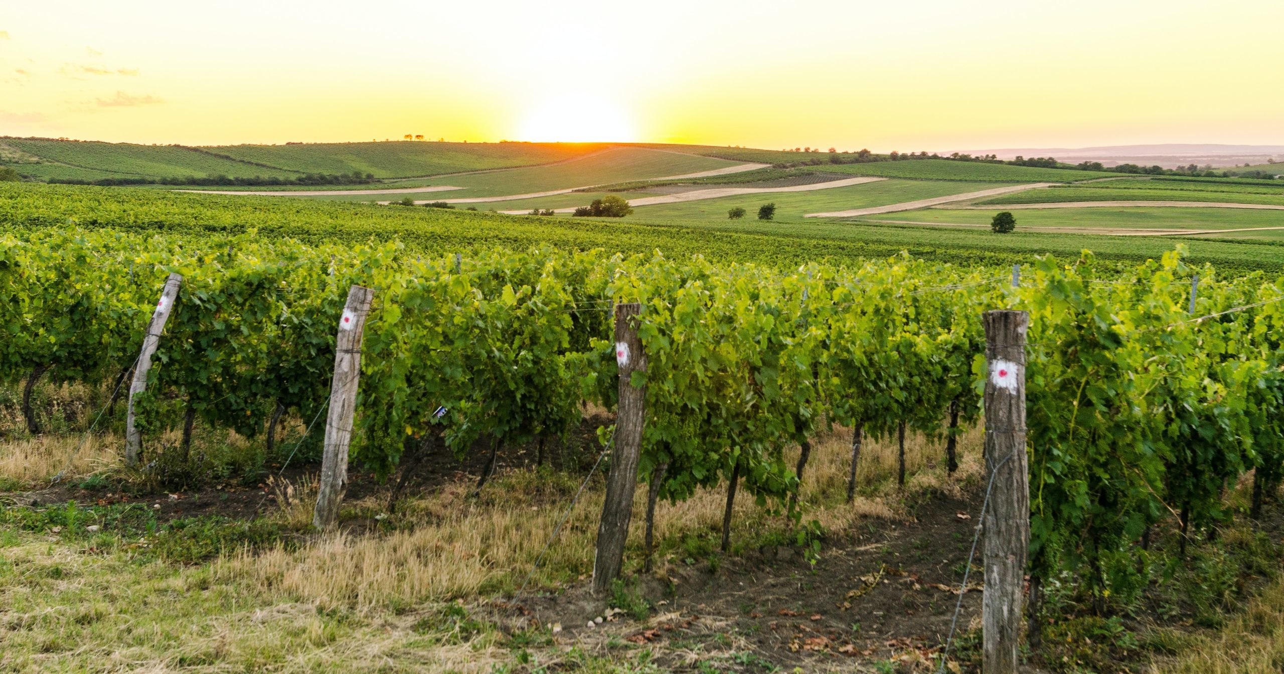 SCEA Vignobles Dubourg — photo 4