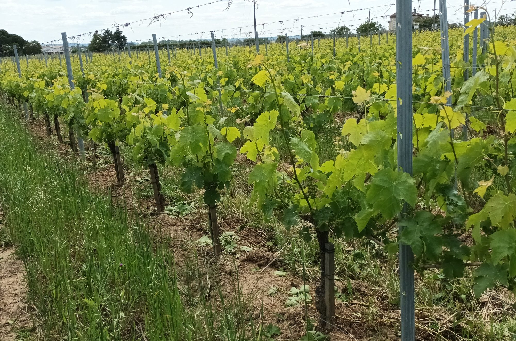 Château la Rose Monturon — photo 4