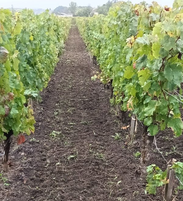 Château la Rose Monturon — photo 5