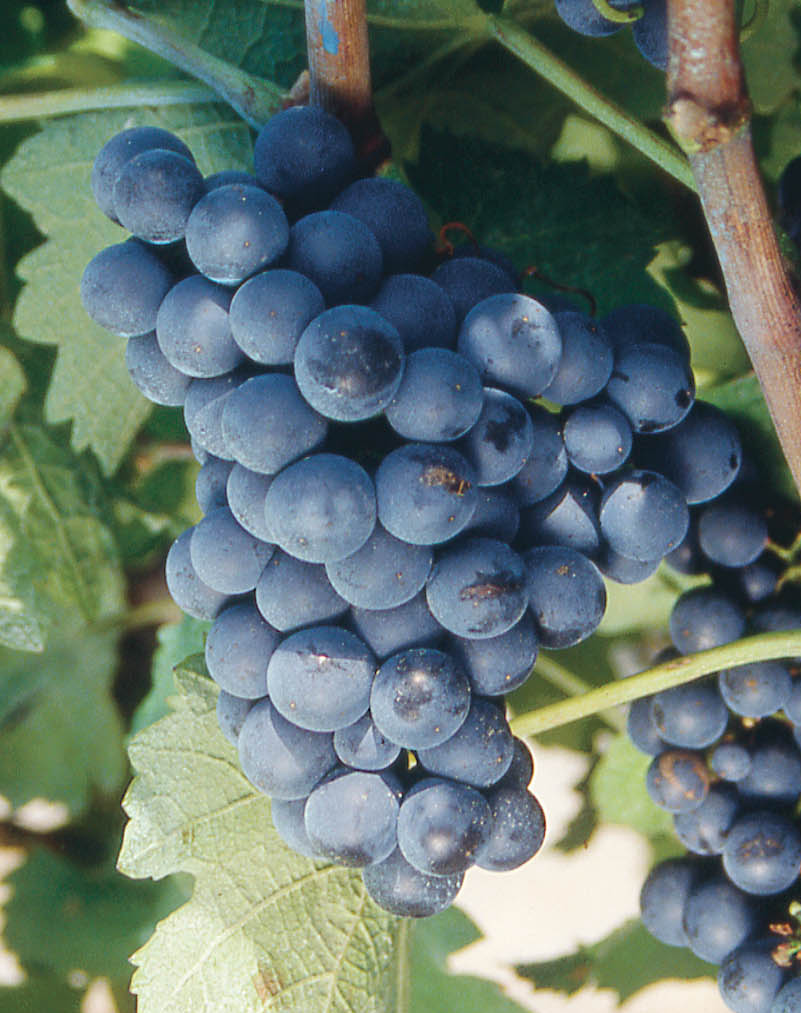 Grappe