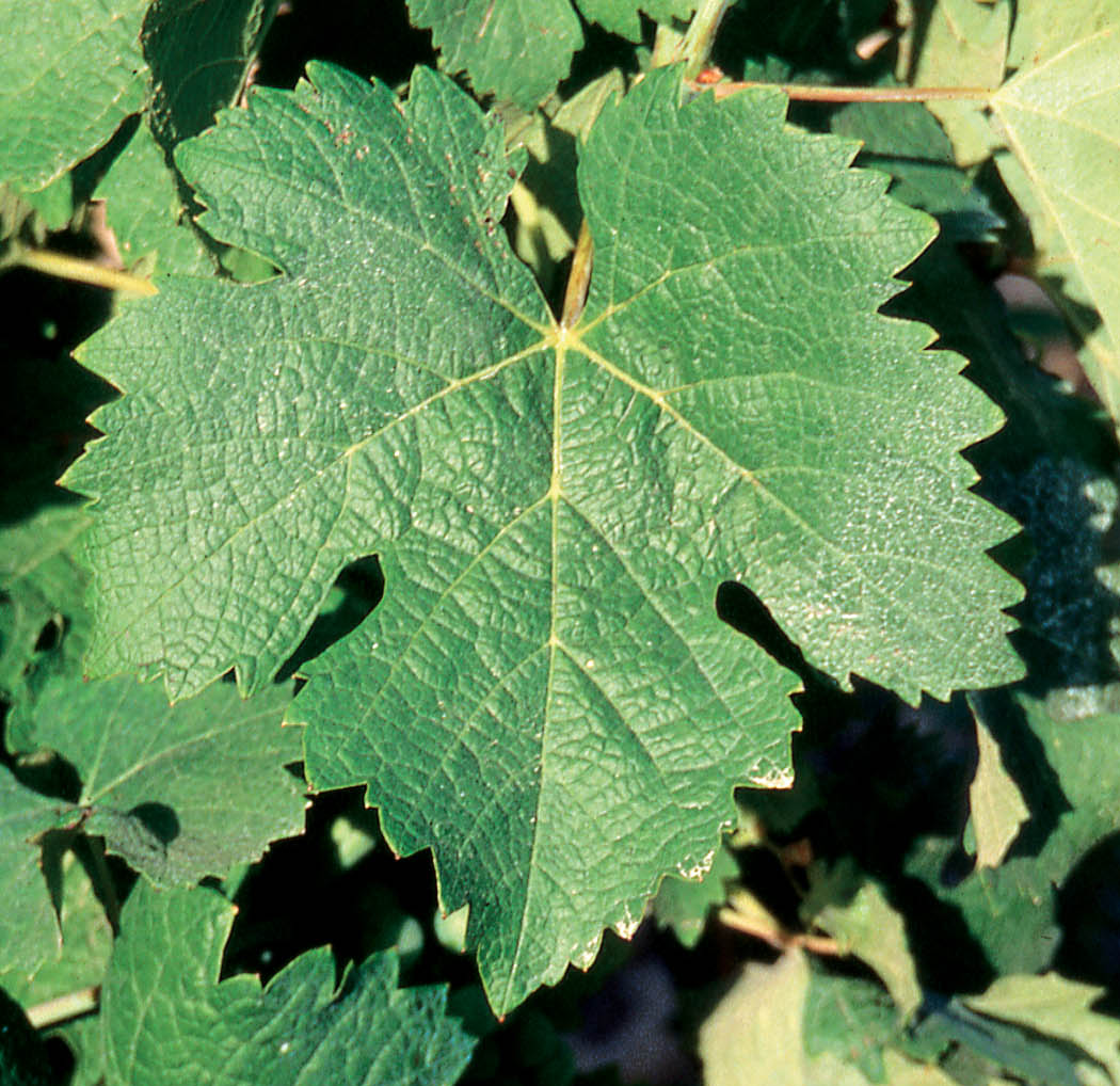 Feuille