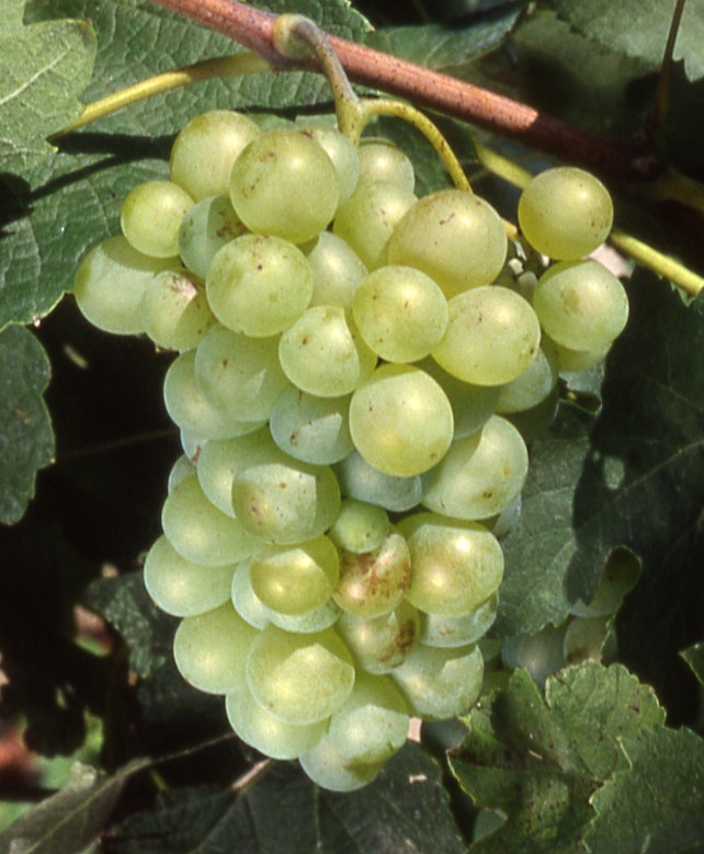 Grappe