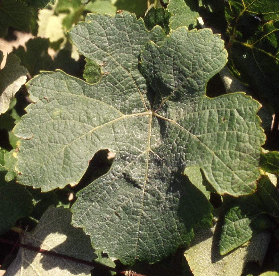 Feuille