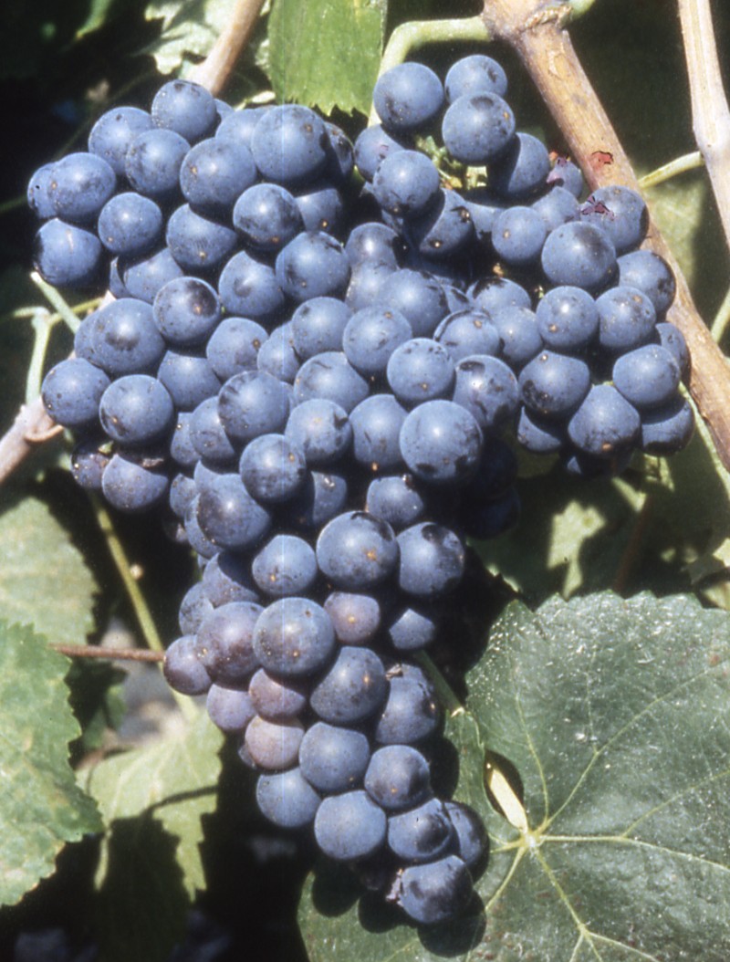 Grappe