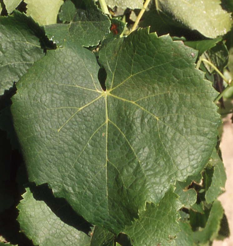 Feuille