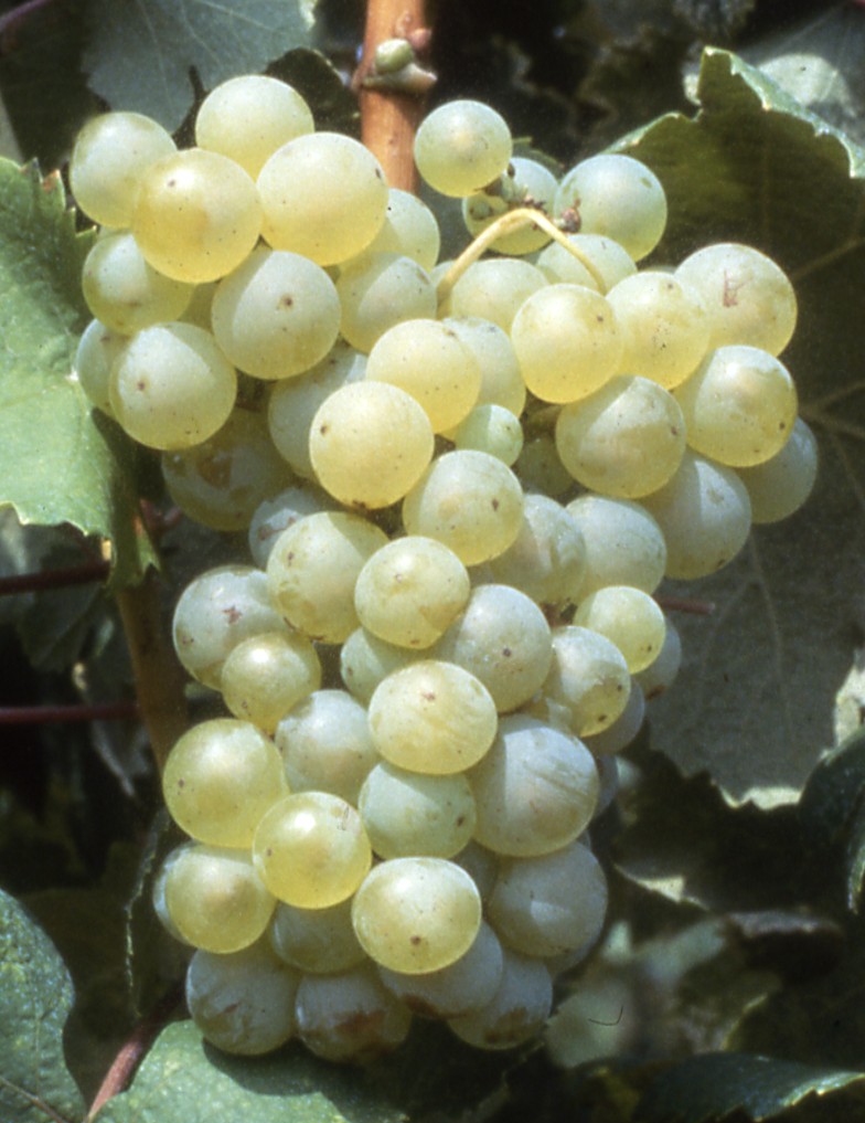 Grappe
