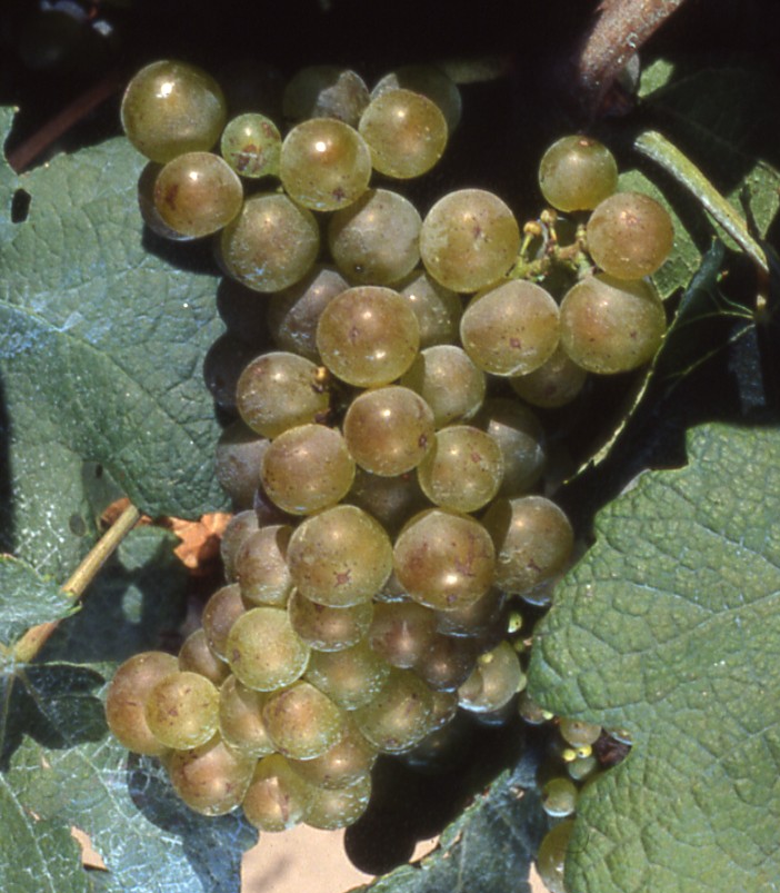 Grappe