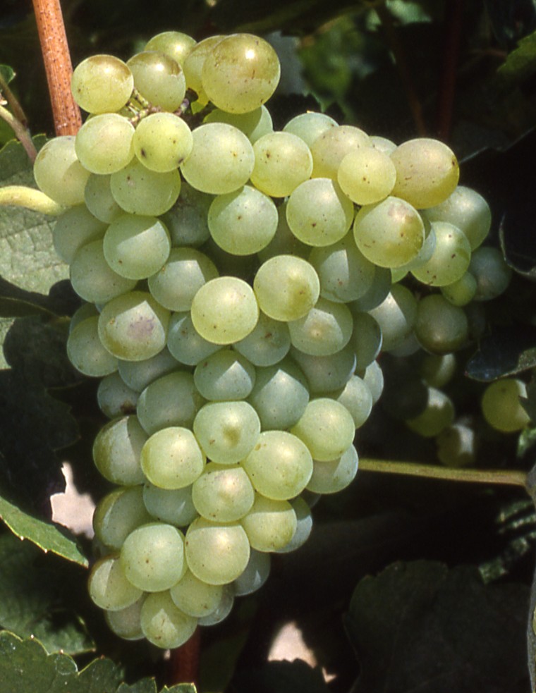 Grappe