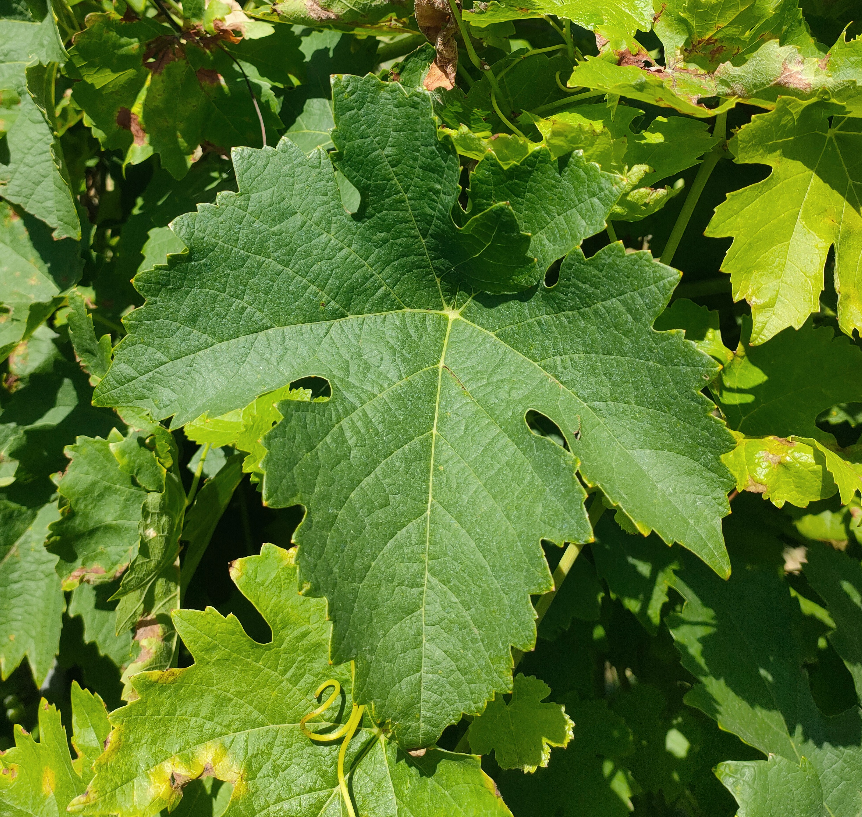 Feuille
