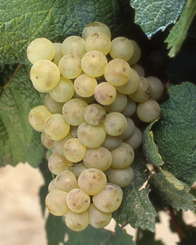 Grappe