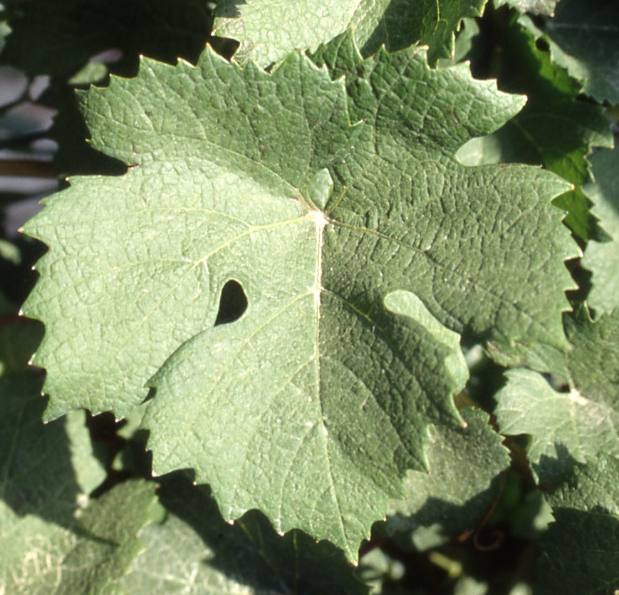 Feuille