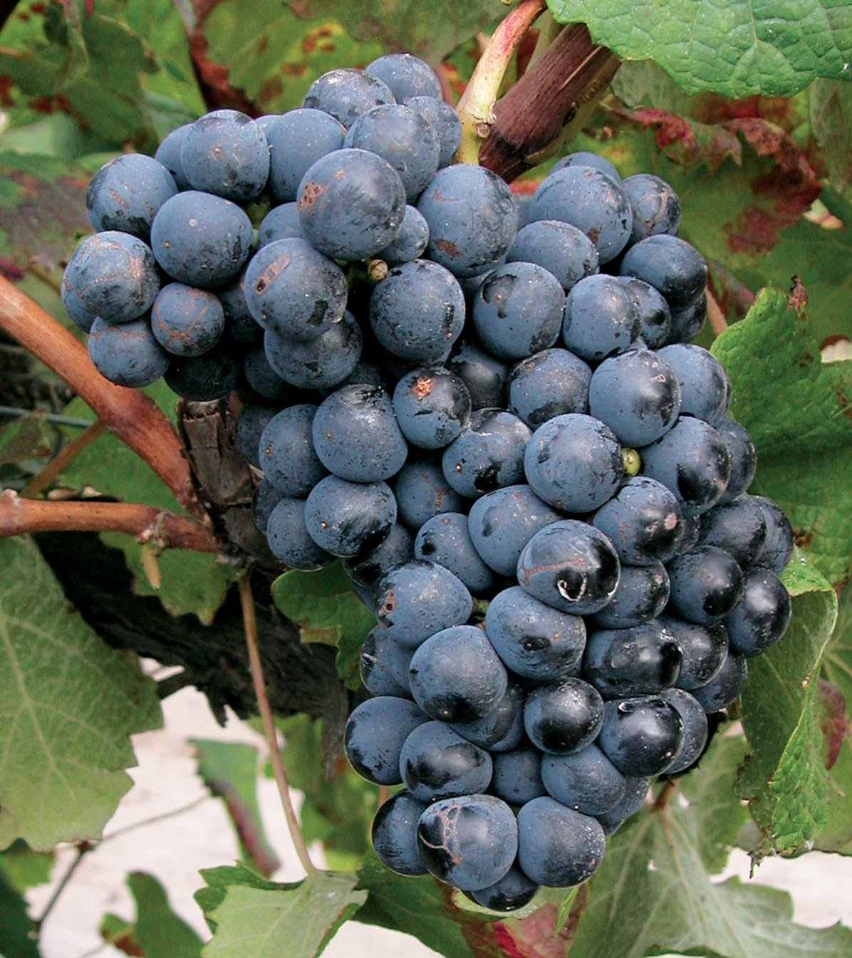 Grappe