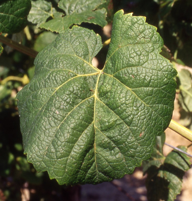 Feuille