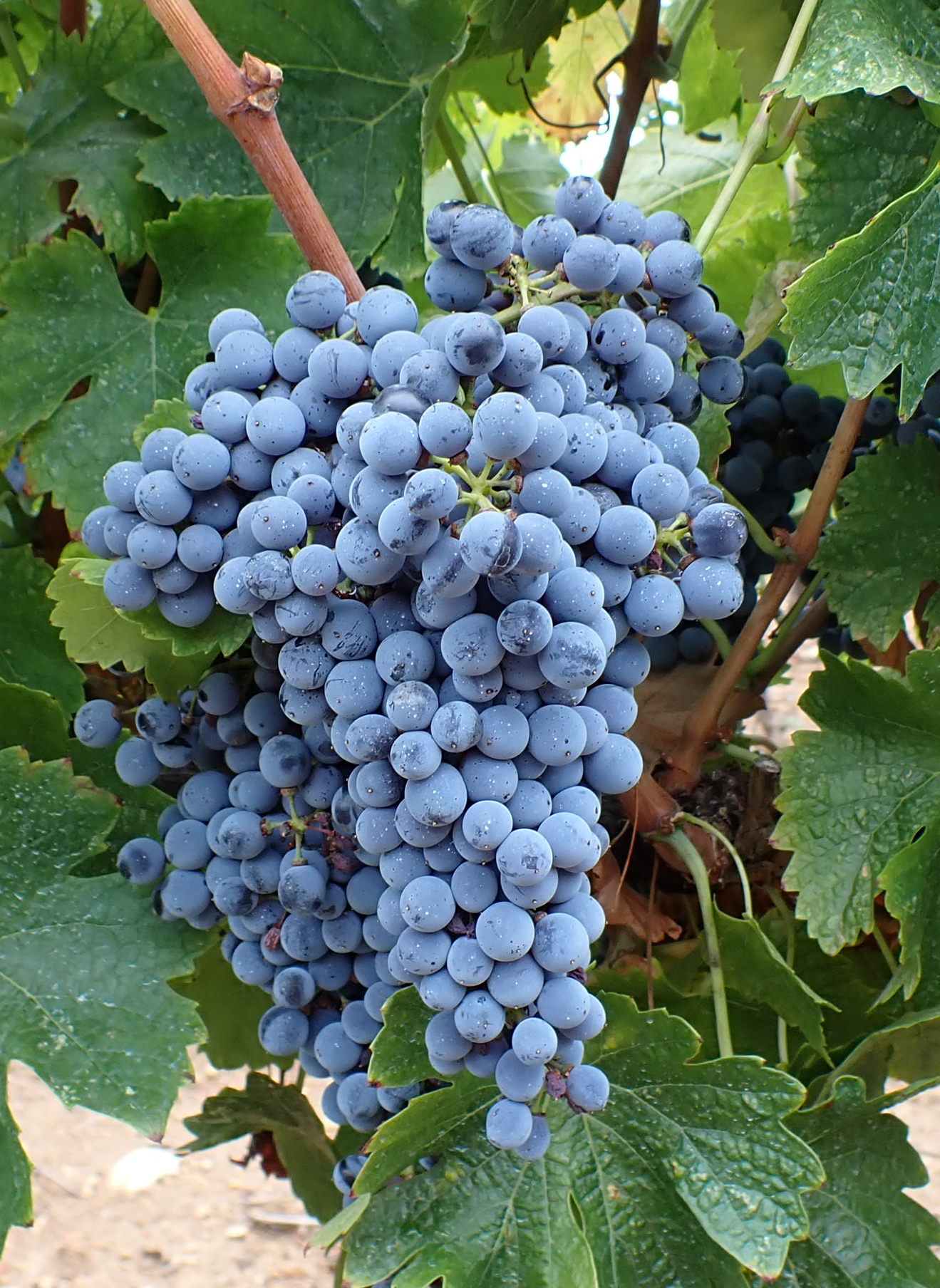 Grappe