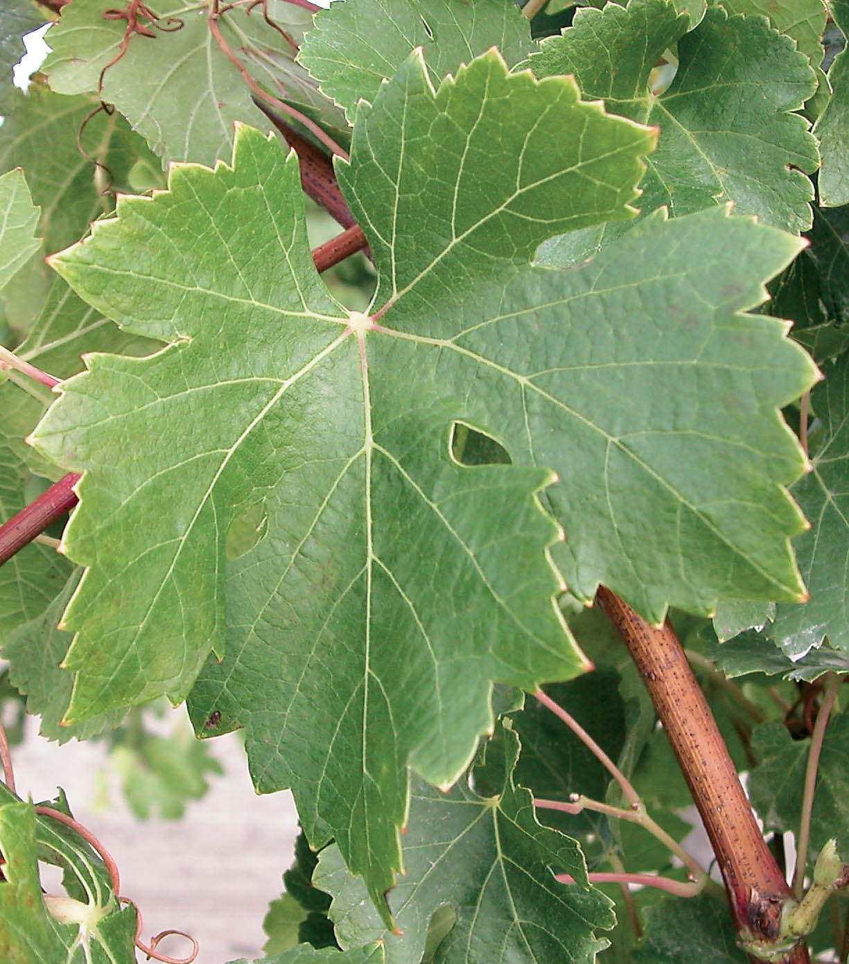 Feuille