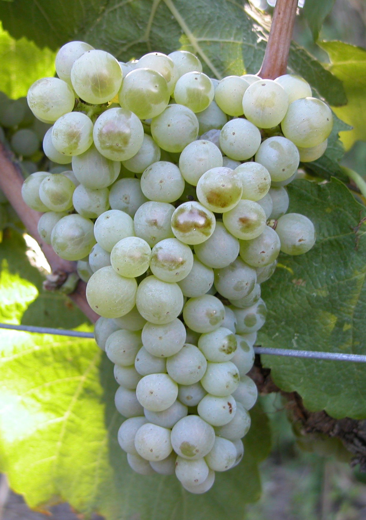 Grappe
