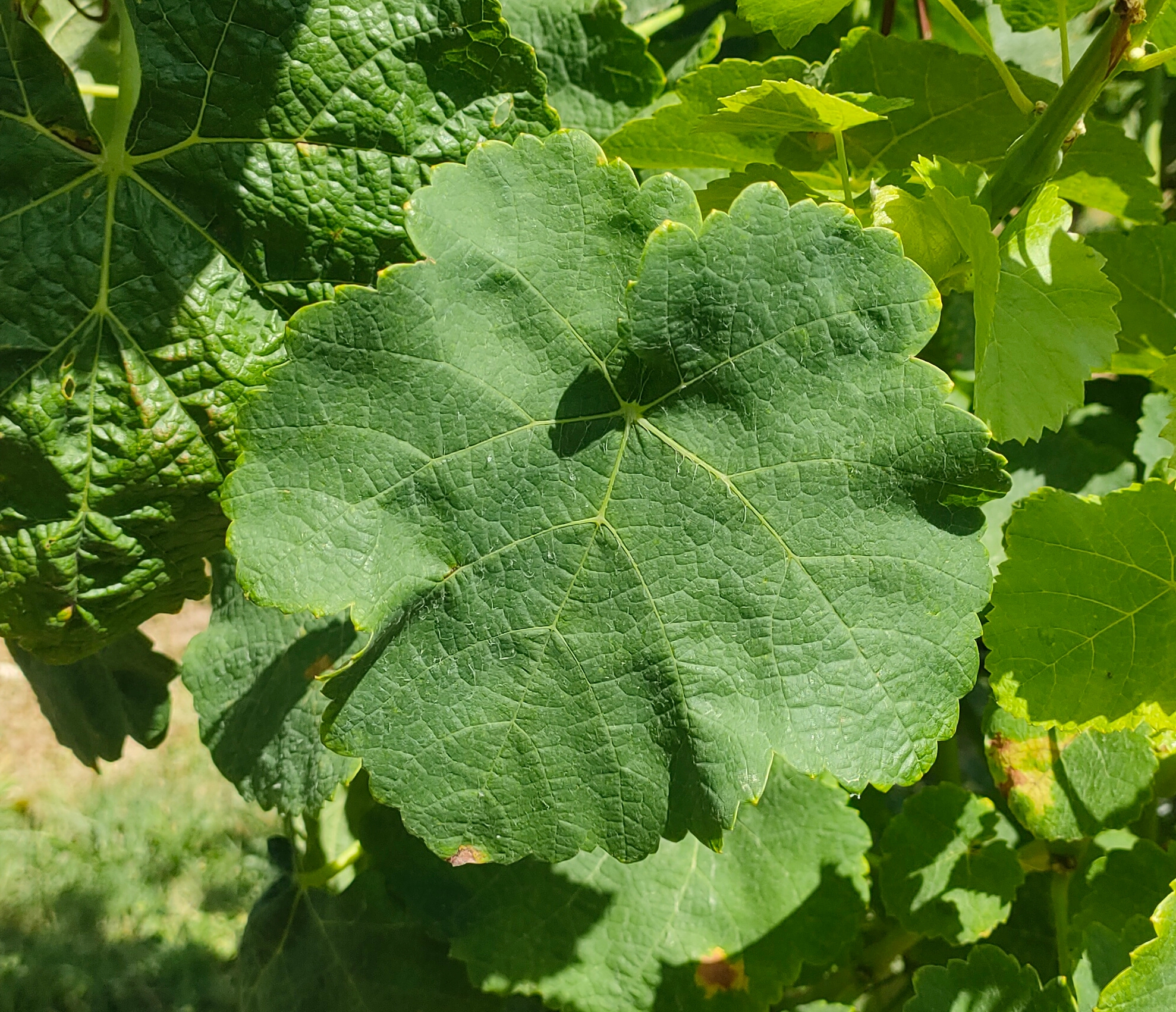 Feuille