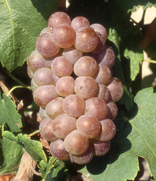 Grappe