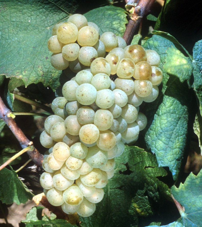 Grappe