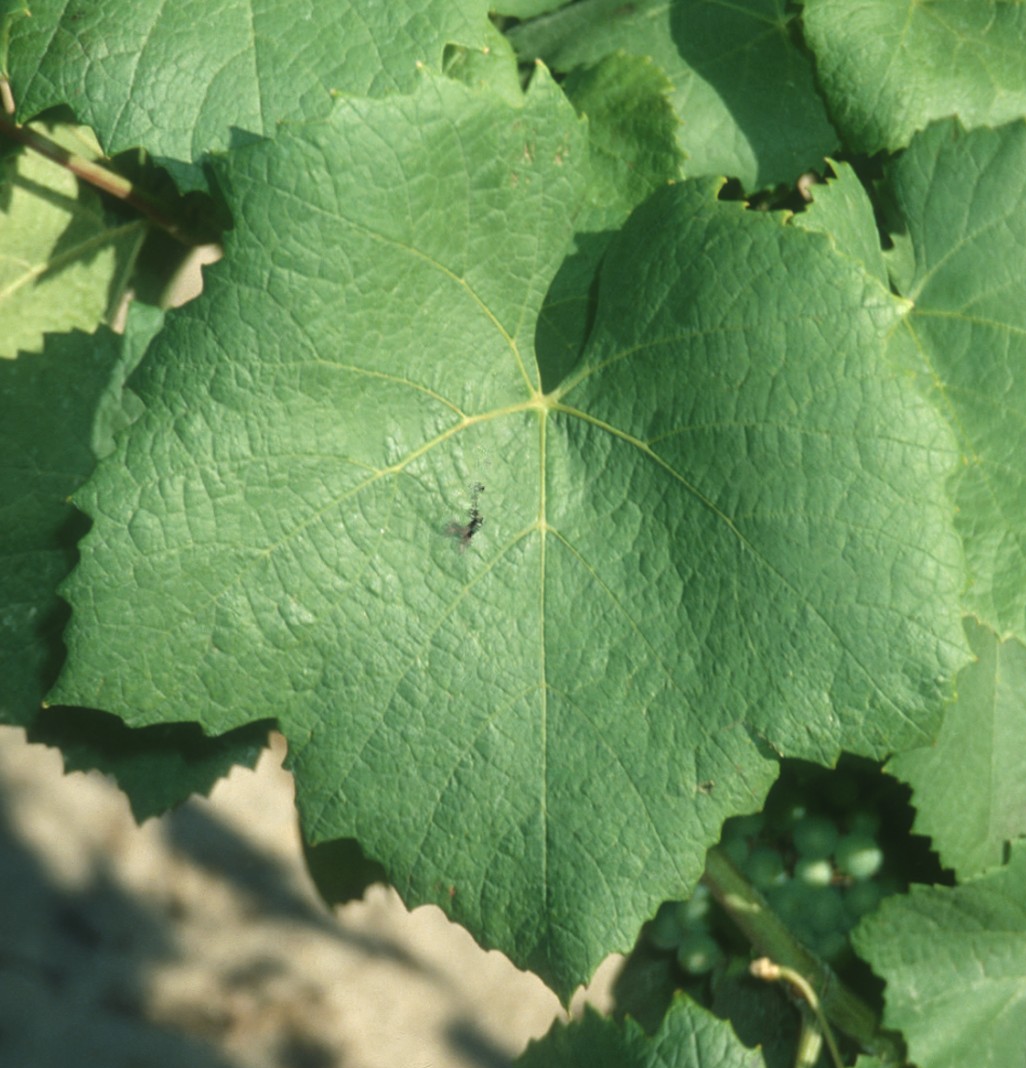 Feuille