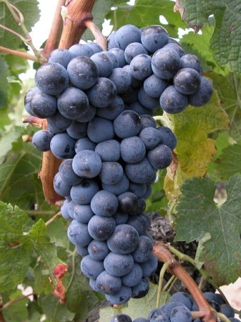 Grappe