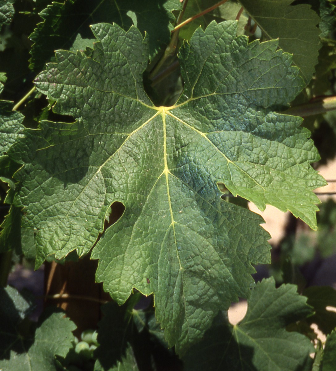 Feuille
