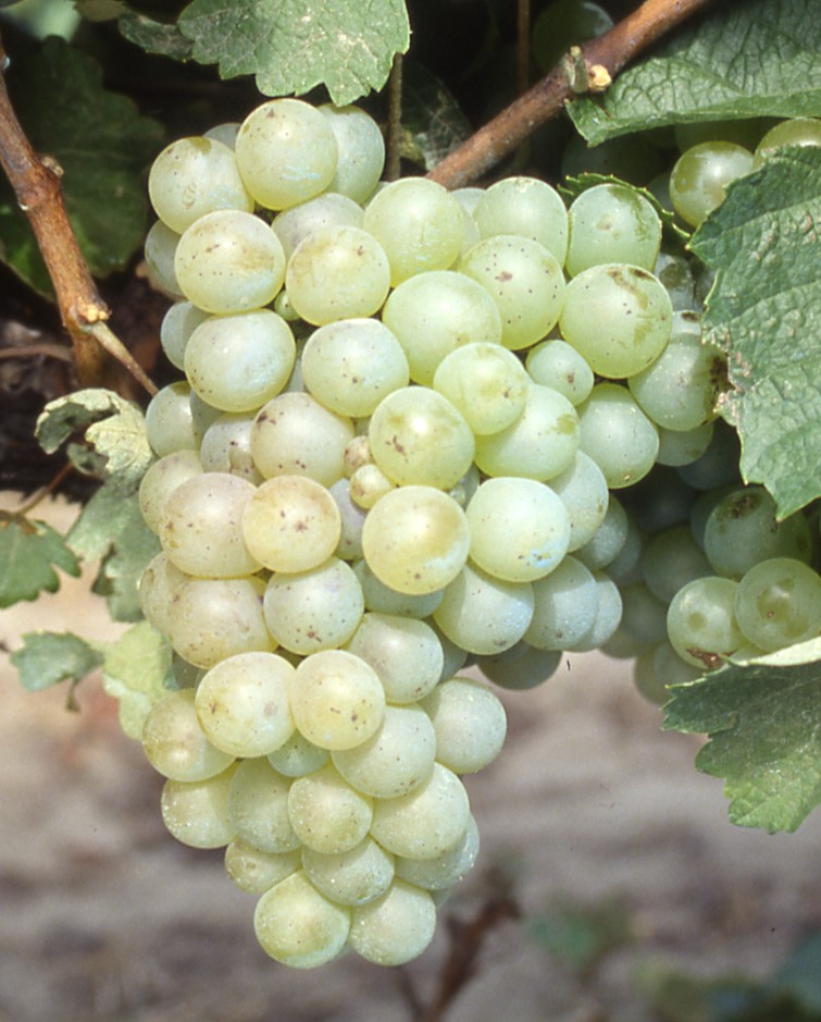 Grappe