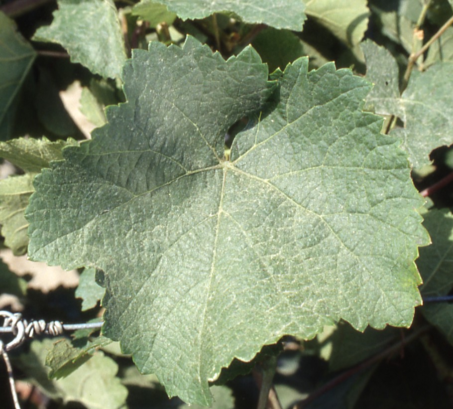 Feuille