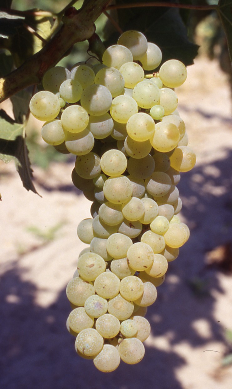 Grappe