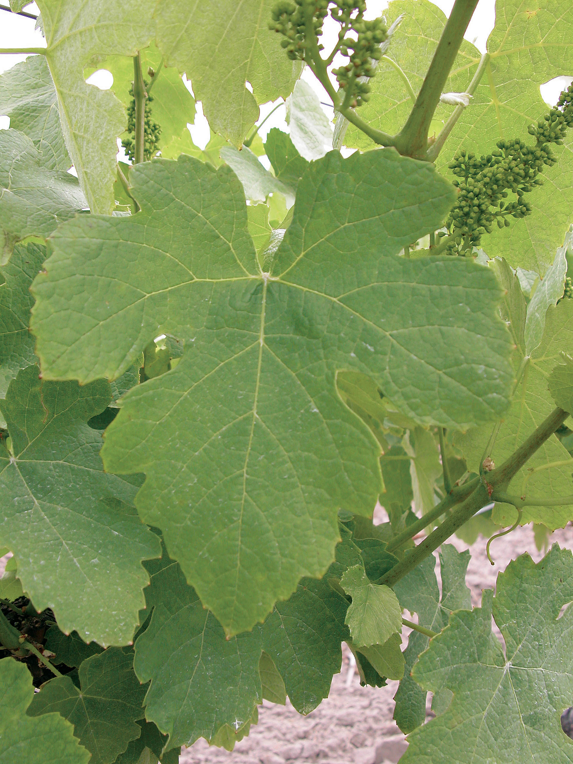 Feuille
