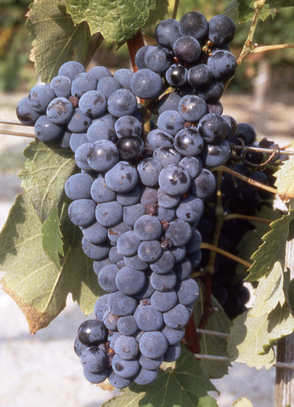 Grappe
