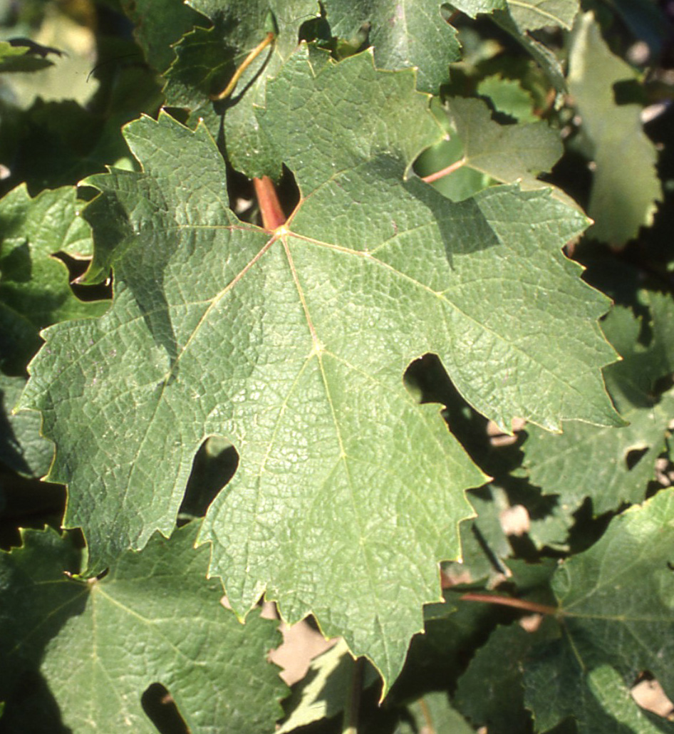 Feuille