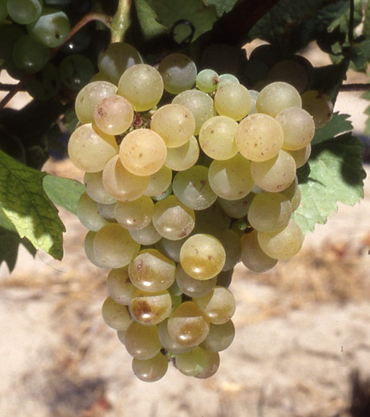 Grappe