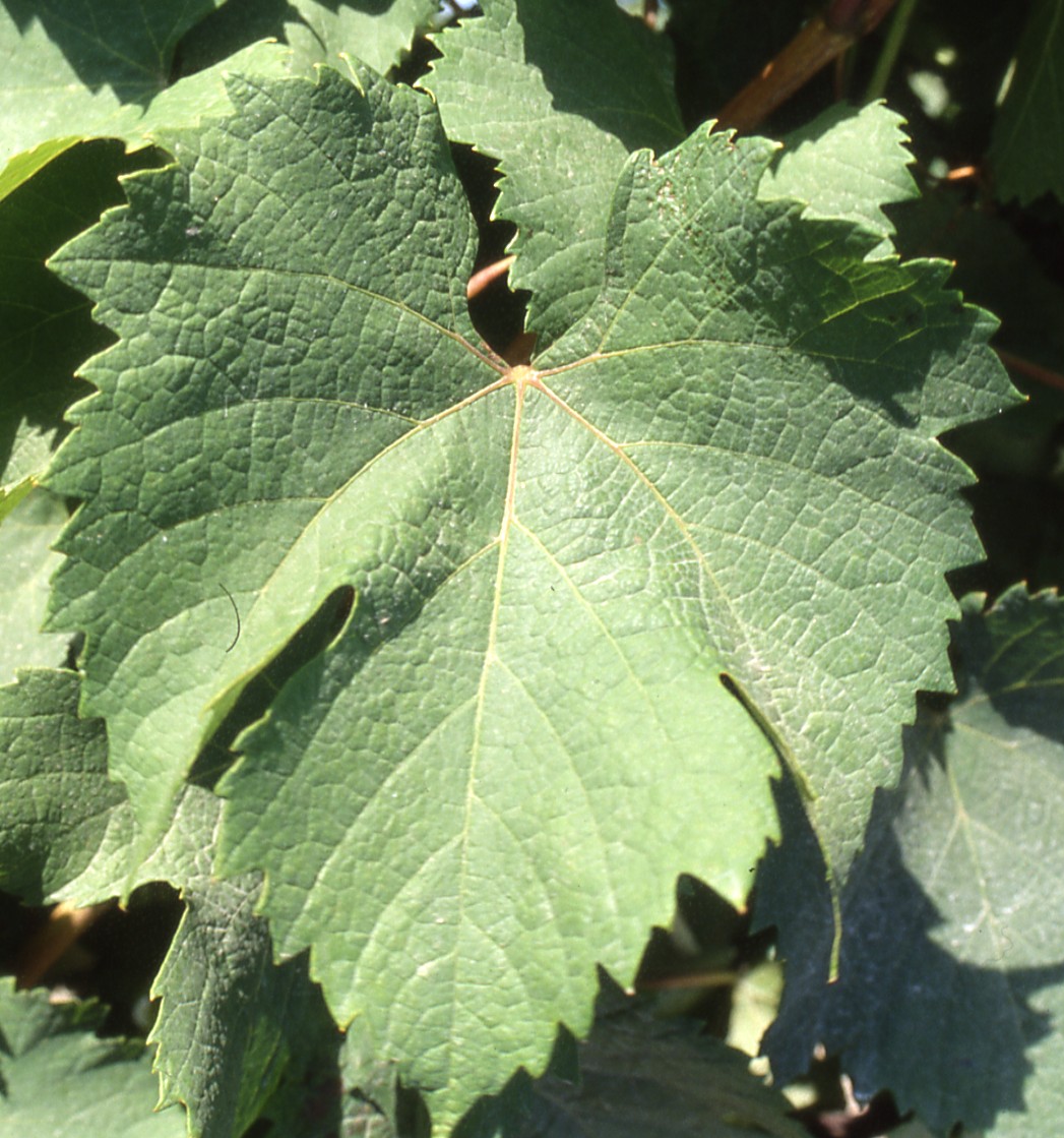 Feuille