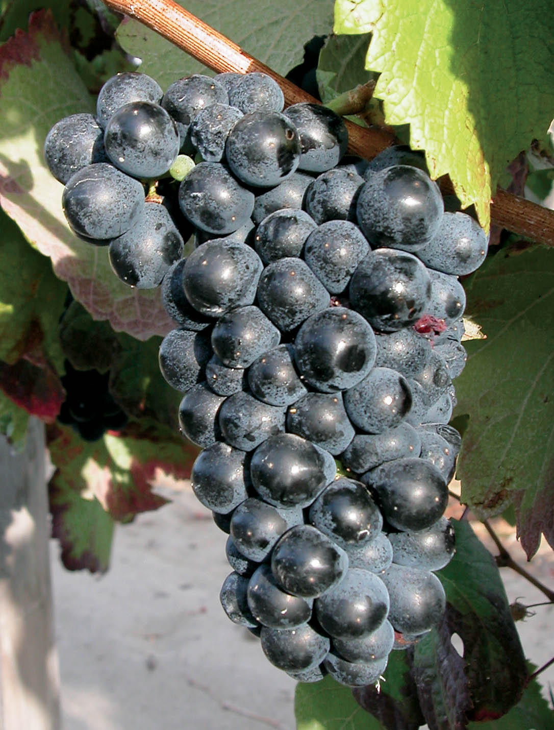 Grappe