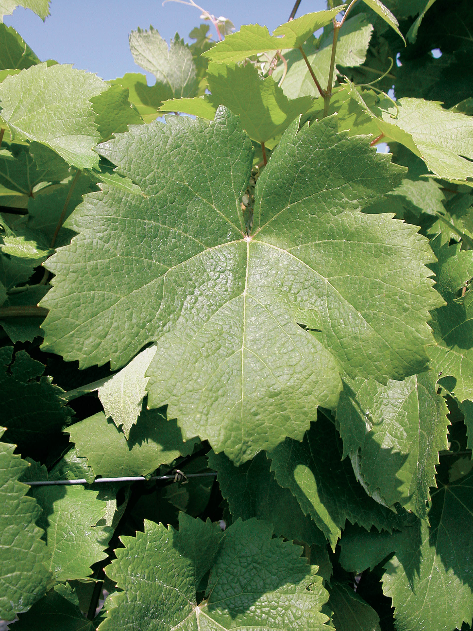 Feuille