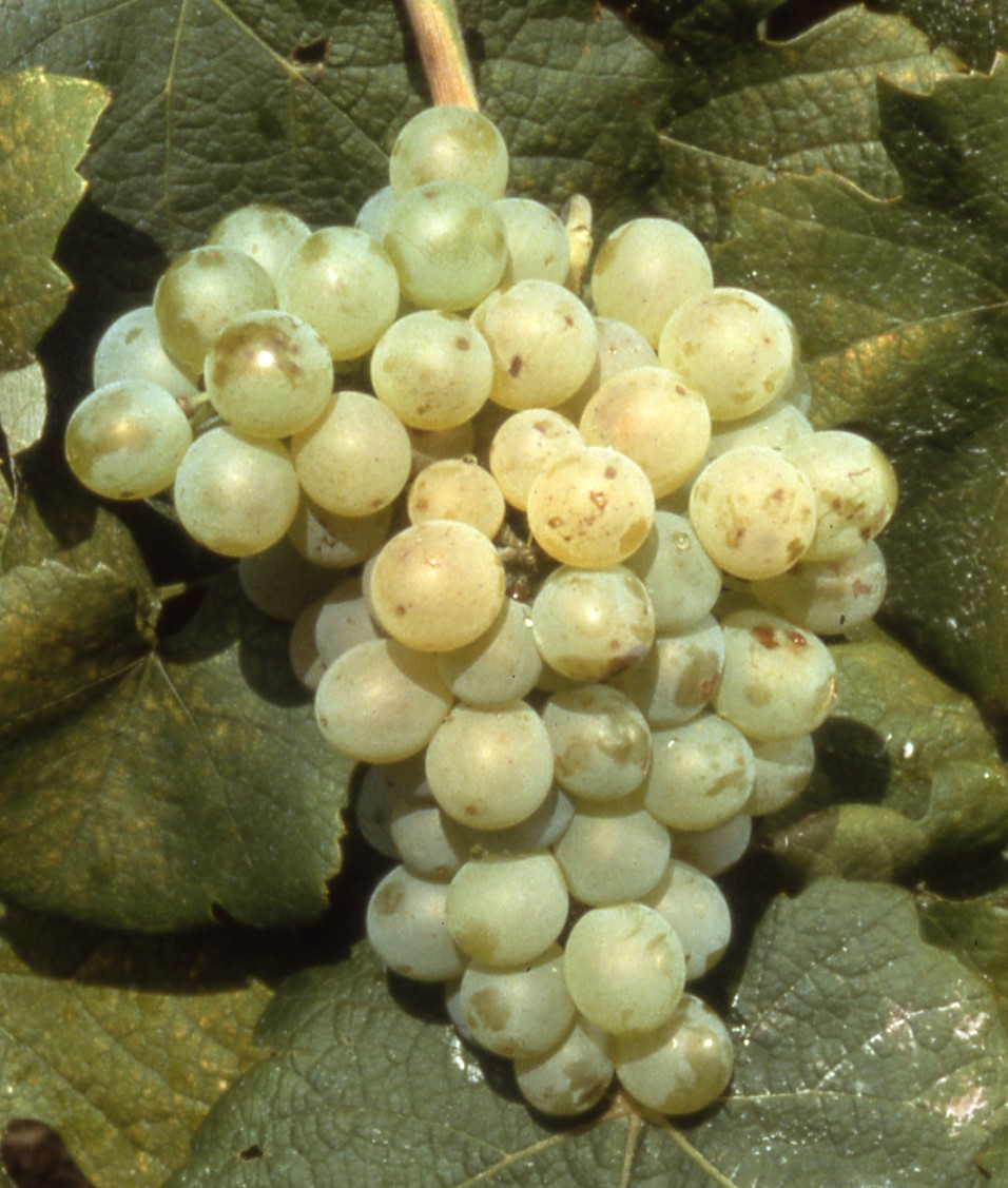 Grappe