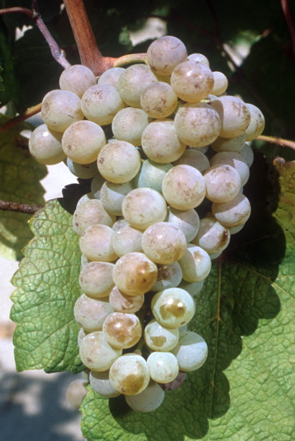 Grappe
