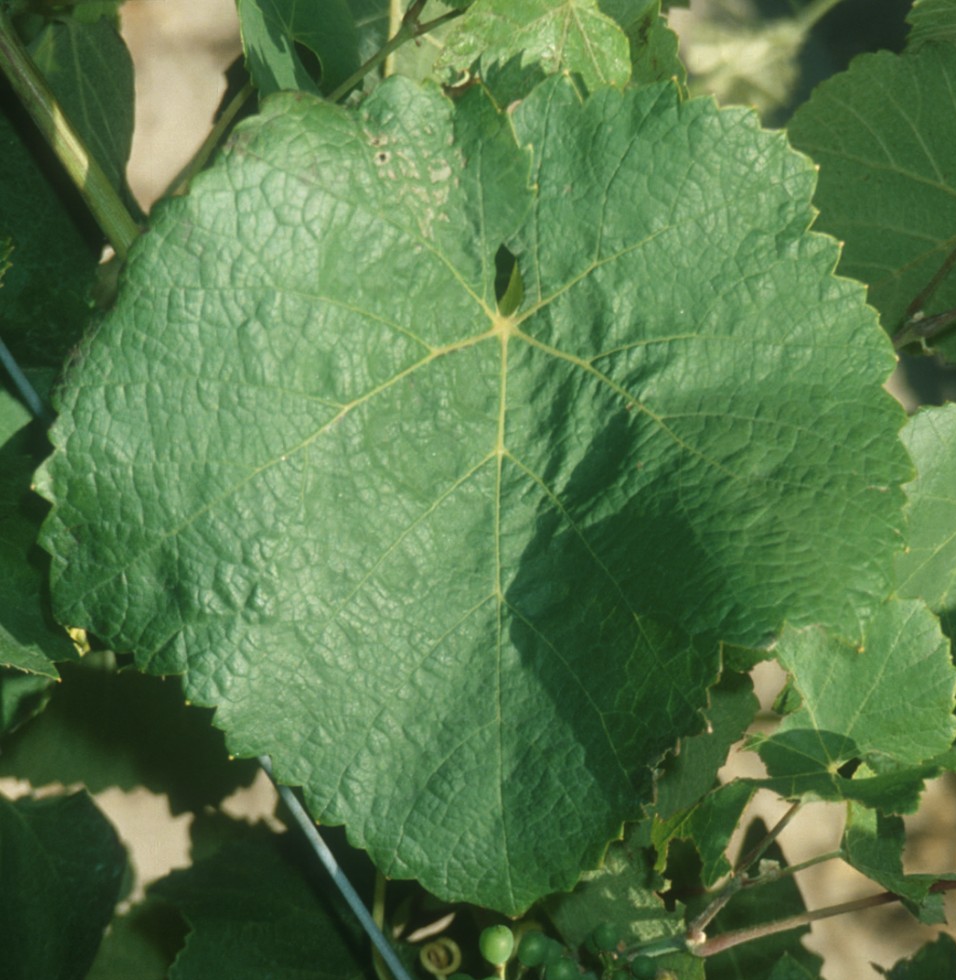 Feuille
