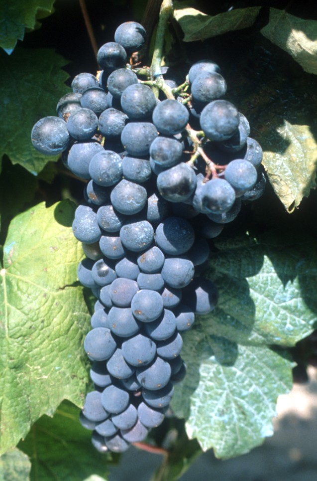 Grappe