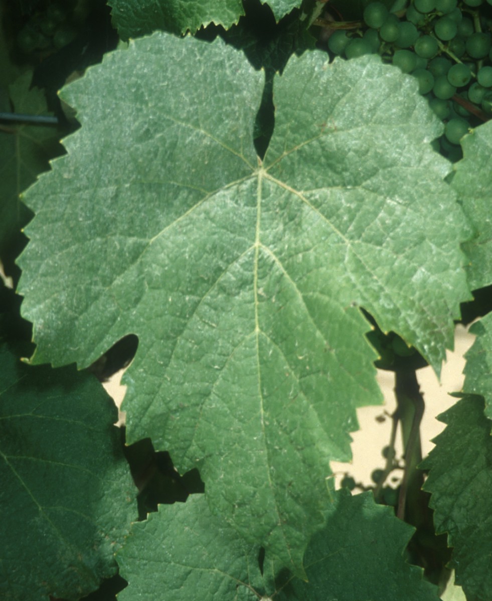 Feuille