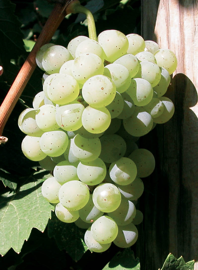 Grappe