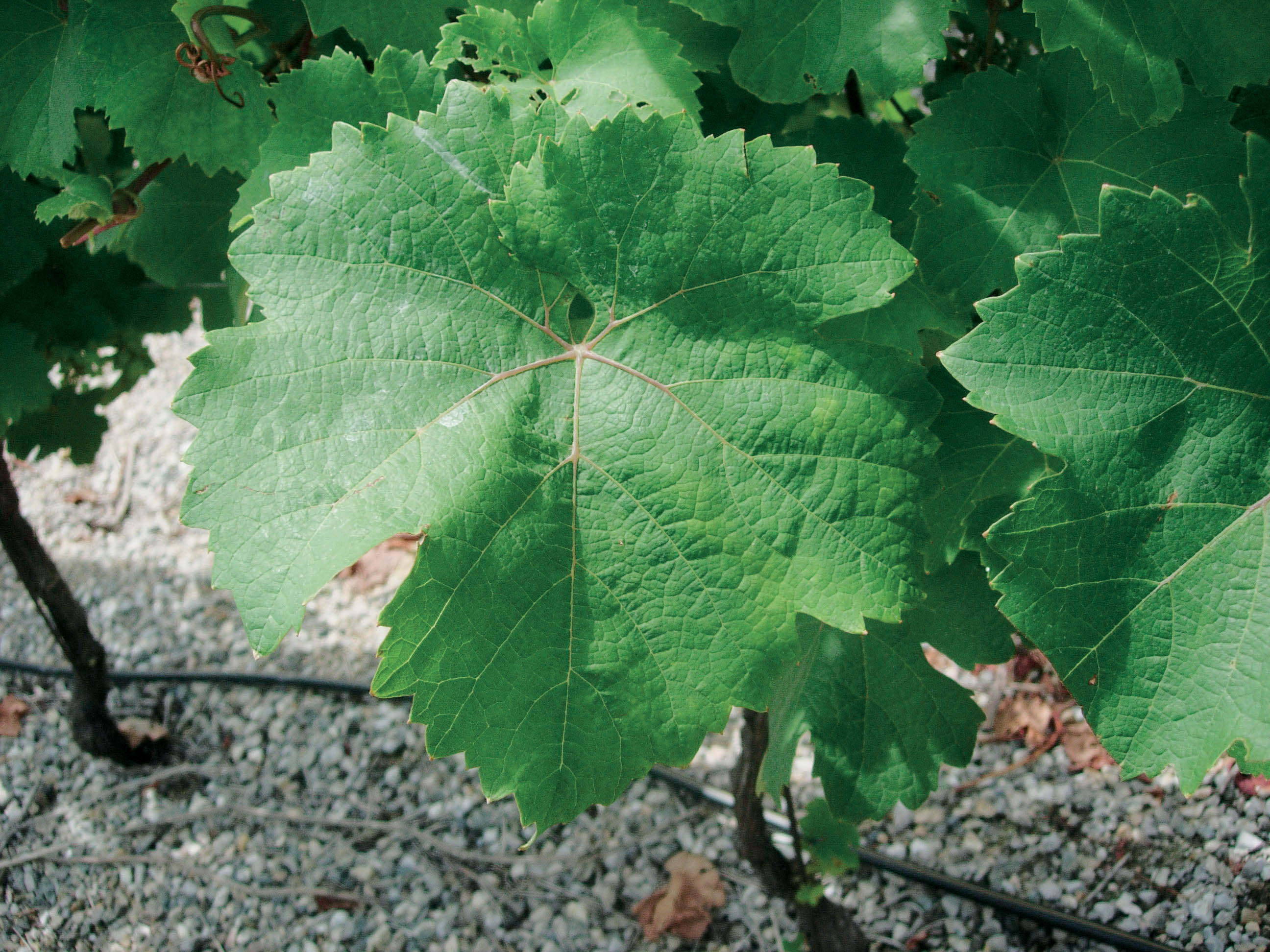 Feuille