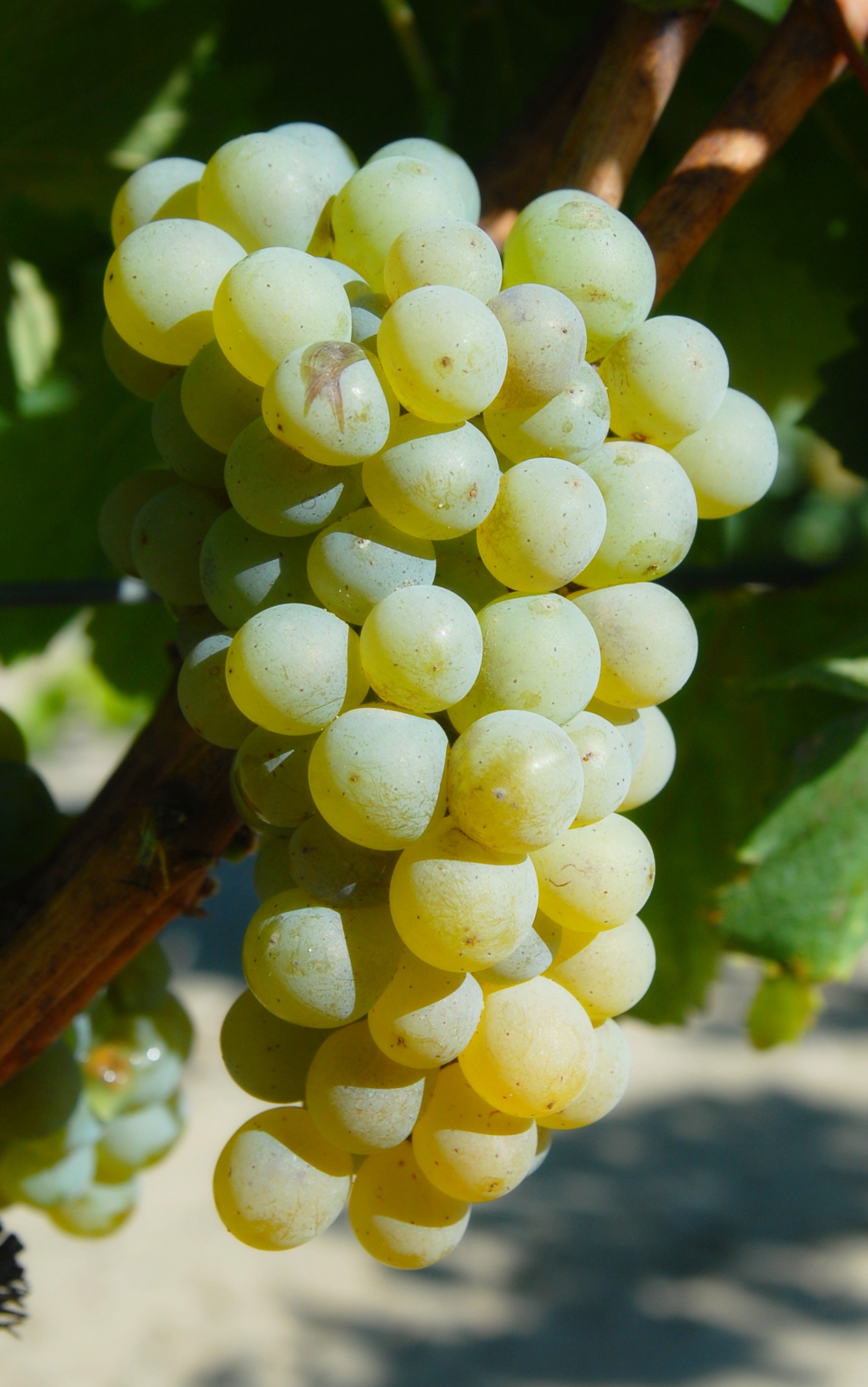 Grappe
