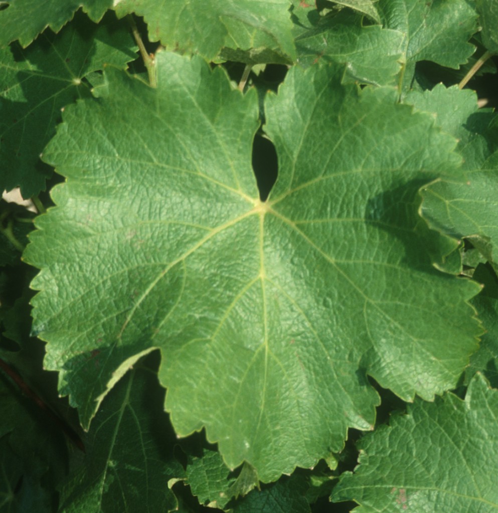 Feuille