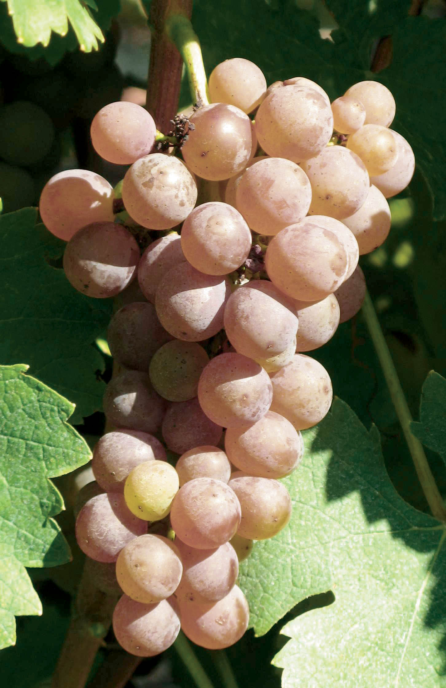 Grappe