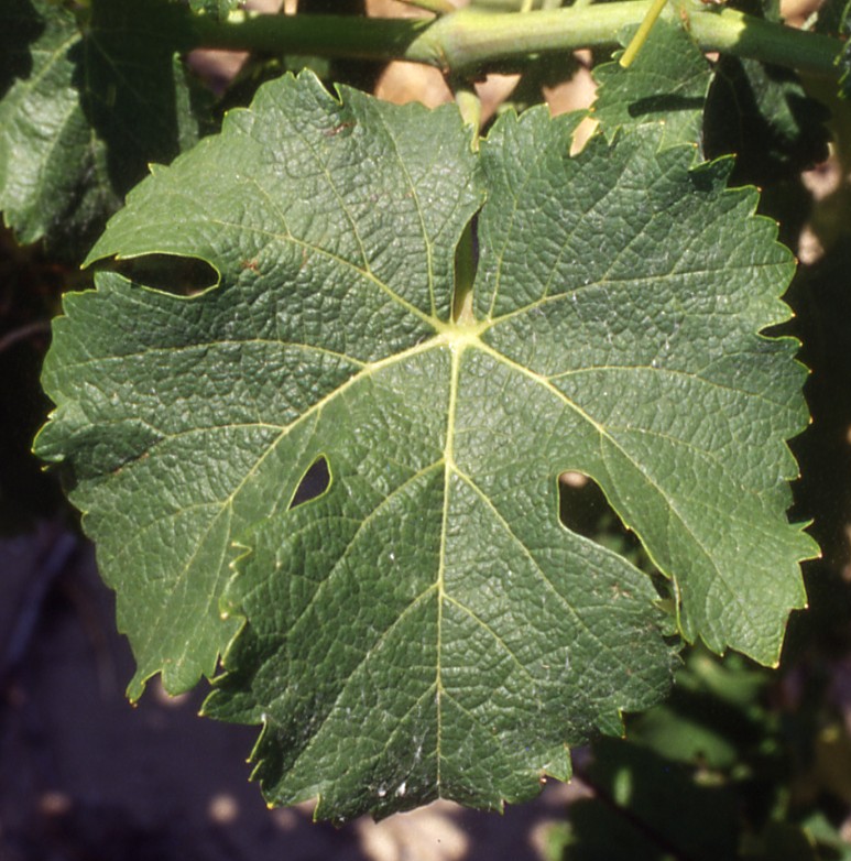 Feuille